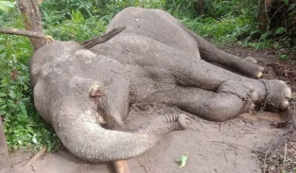 Gajah Jinak Taman Nasional Tesso Nilo Jadi Korban Perburuan, Gading Dicuri