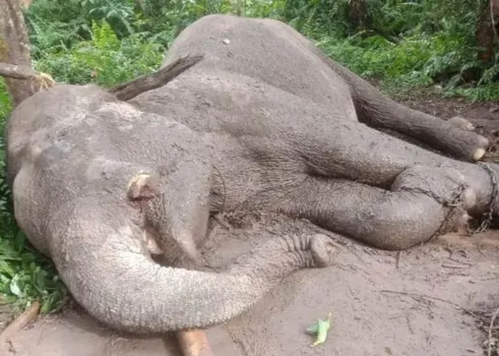 Gajah Jinak Taman Nasional Tesso Nilo Jadi Korban Perburuan, Gading Dicuri