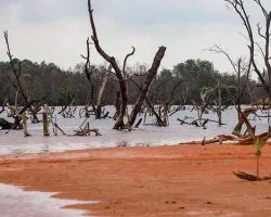 32.000 Hektare Lahan Mangrove Tahun Ini Mulai Direhabilitasi