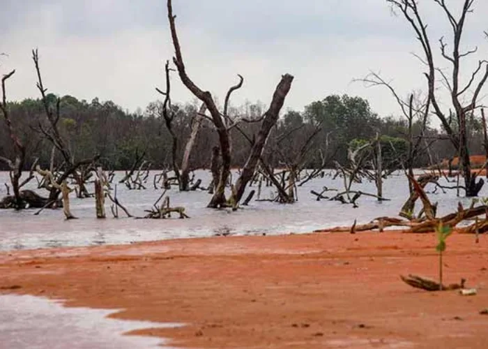 32.000 Hektare Lahan Mangrove Tahun Ini Mulai Direhabilitasi
