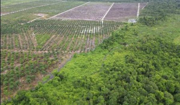 Penyerobotan Lahan di Kalbar, PT SKR Segera Pidanakan PT RKP