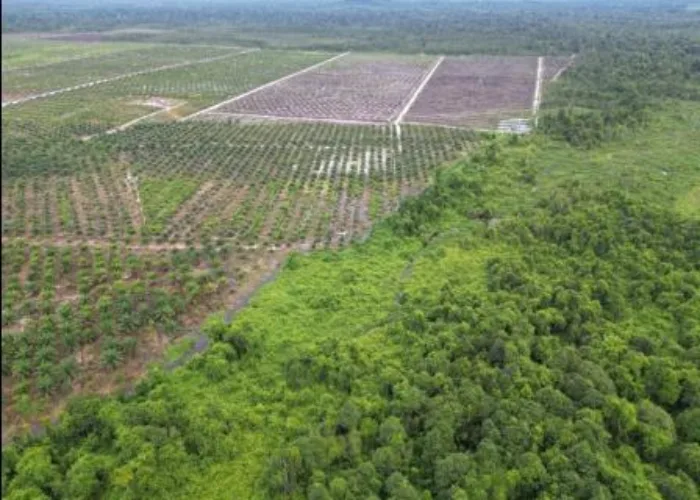 Penyerobotan Lahan di Kalbar, PT SKR Segera Pidanakan PT RKP