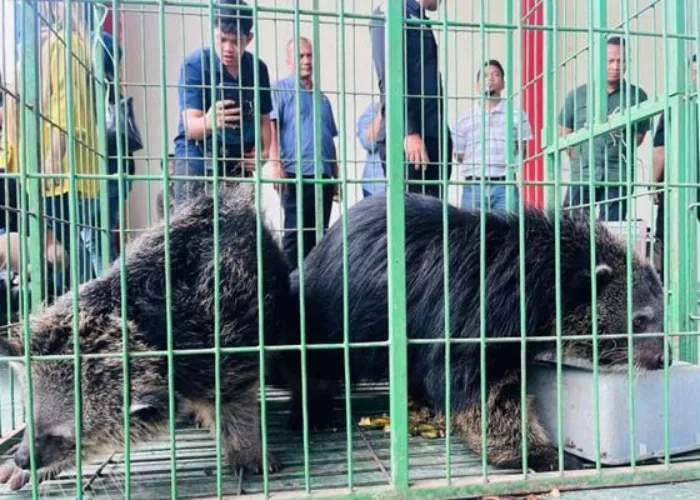 Reskrimsus Polda Kepri Amankan Dua Binturong di Batam