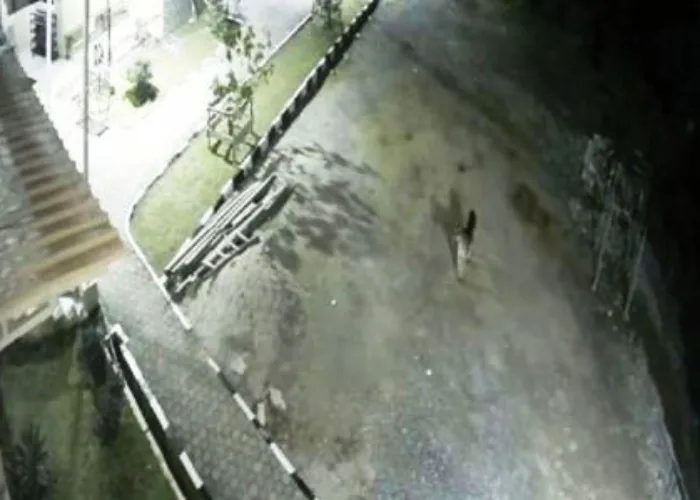Harimau Sumatera Masuk Halaman Masjid di Solok, Videonya Viral