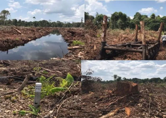 APRIL Grup Ternyata Masih Membabat Hutan Alam di Riau