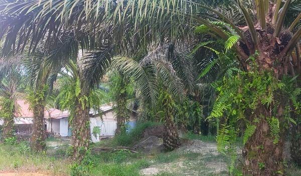 CERI Desak Kejati Tindak Pelaku Penyerobotan Lahan di Kalbar