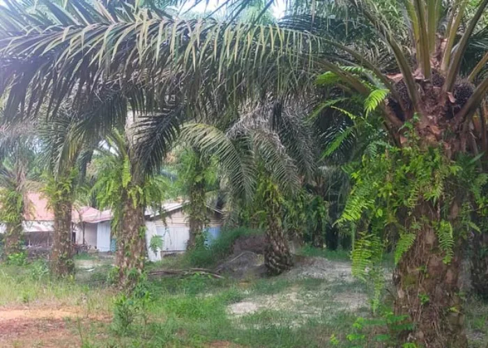 CERI Desak Kejati Tindak Pelaku Penyerobotan Lahan di Kalbar