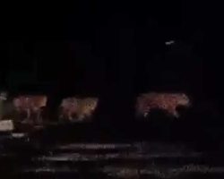 Video Rombongan Harimau Melintasi Jalan Tanah di Pelalawan Viral