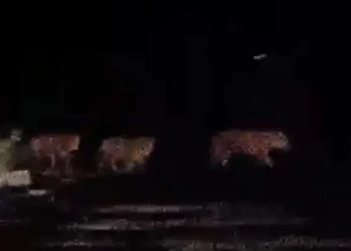 Video Rombongan Harimau Melintasi Jalan Tanah di Pelalawan Viral