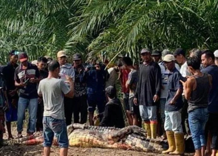 Waspada Saat Memancing! Buaya Serang Warga Kampar dan Rohil