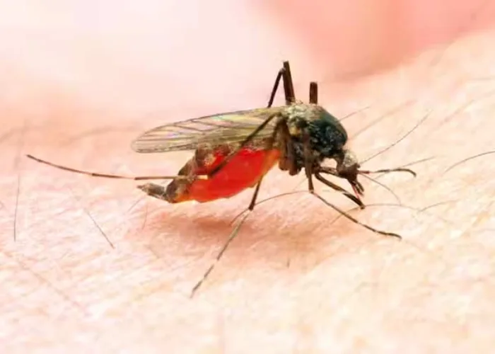 Mengkhawatirkan! Sudah 1.120 Warga Rohil Terjangkit Malaria