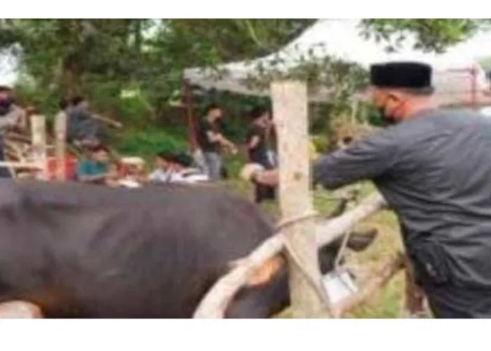 Pemkab Rohul Serahkan Hewan Kurban Pegawai ke Pengurus Islamic Centre dan Kades