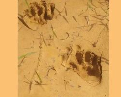 Warga Kampar Riau Resah, 3 Ekor Harimau Berkeliaran di Kebun