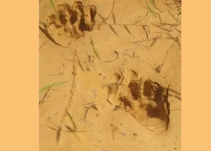 Warga Kampar Riau Resah, 3 Ekor Harimau Berkeliaran di Kebun