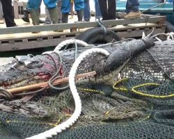 Insiden Buaya Lapas dari Penangkaran Buat Masyarakat Batam Khawatir