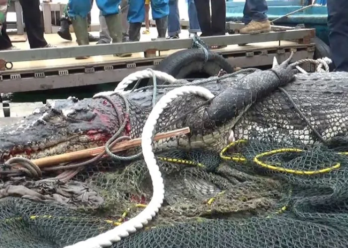 Insiden Buaya Lapas dari Penangkaran Buat Masyarakat Batam Khawatir