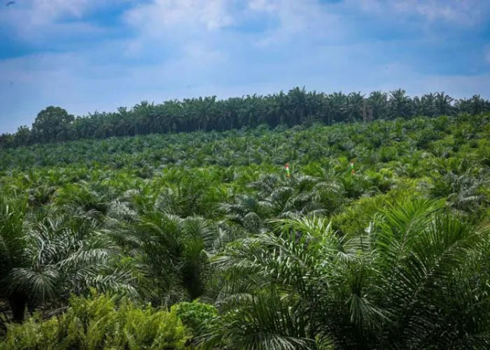 Prabowo Bentuk Satgas Penertiban Kawasan Hutan Untuk Lahan Sawit