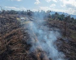 Bakar Hutan Produksi Demi Kebun Sawit, 3 Pelaku di Rohul Ditangkap