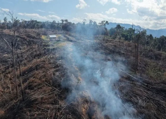 Bakar Hutan Produksi Demi Kebun Sawit, 3 Pelaku di Rohul Ditangkap