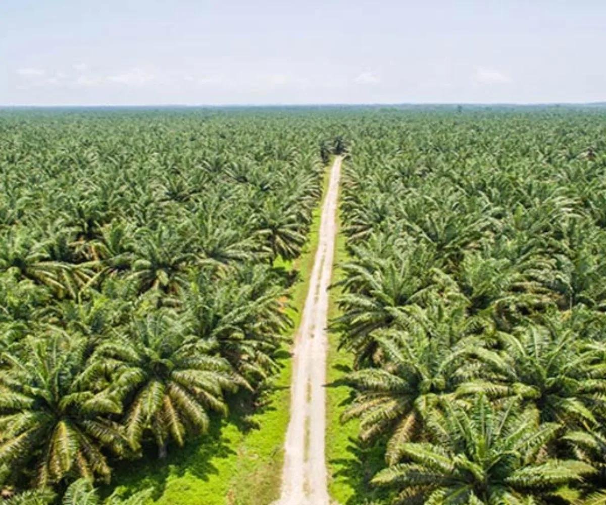 Motif Karhutla Untuk Sawit Terungkap di Riau, Pakar: Kebun Sawit Tak Bisa Gantikan Hutan