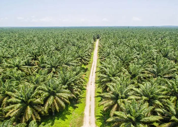 Cabut Izin HGU, Pemerintah Kembalikan Kebun Sawit di Sumatera Jadi Hutan