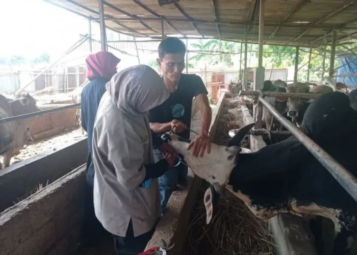 Distan Kota Padang Periksa Kesehatan 2.132 Hewan Kurban