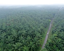 Penertiban Kebun Sawit di Kawasan Hutan, Ahli Ingatkan Pemerintah Soal Kepastian Hukum