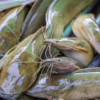 Kenali 5 Jenis Ikan Berikut, Murah Harganya Tinggi Nutrisinya