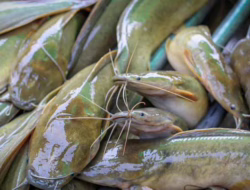 Kenali 5 Jenis Ikan Berikut, Murah Harganya Tinggi Nutrisinya
