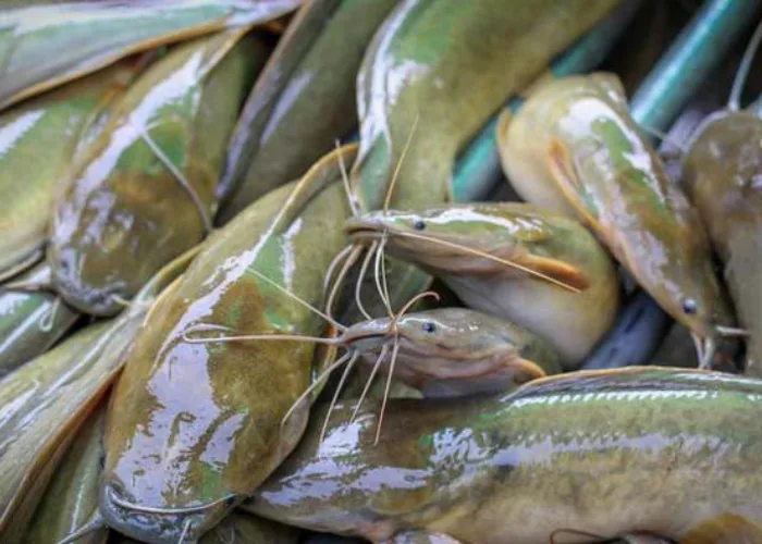 Kenali 5 Jenis Ikan Berikut, Murah Harganya Tinggi Nutrisinya