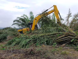 401 Hektare Lahan Bekas Sawit di Tesso Nilo Kembali Ditanami Pohon