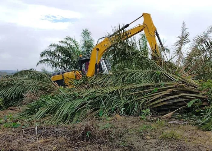 401 Hektare Lahan Bekas Sawit di Tesso Nilo Kembali Ditanami Pohon
