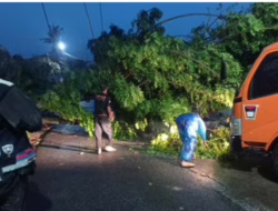 Hujan dan Angin Kencang Sebabkan Pohon Tumbang di Kota Padang