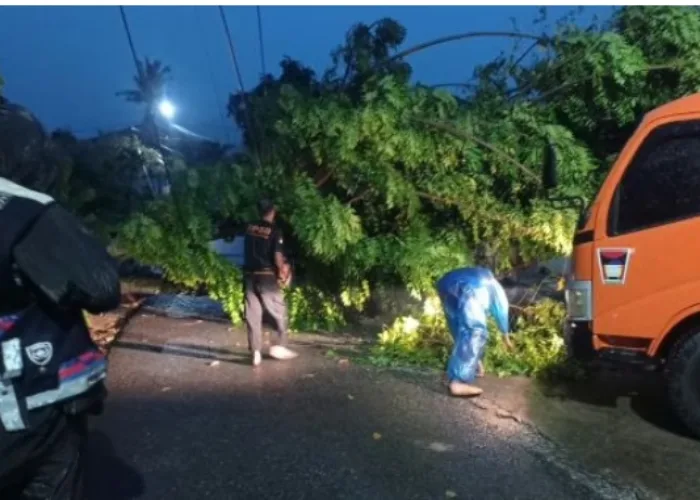 Hujan dan Angin Kencang Sebabkan Pohon Tumbang di Kota Padang