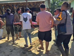 Seorang Ibu Rumah Tangga di Bengkalis Tewas Dipijak Gajah Saat Menjaga Ladang