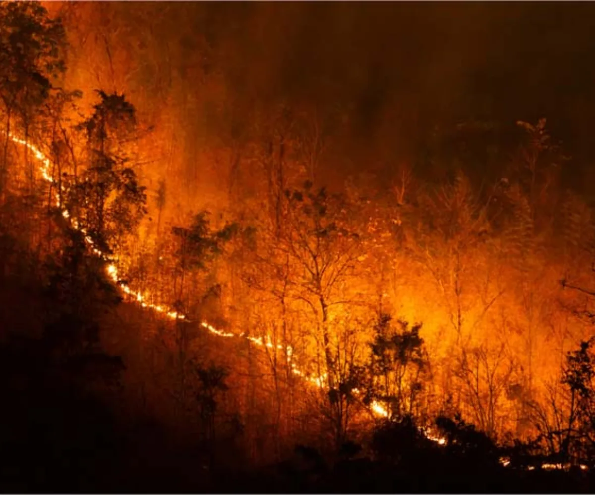 KLH Segel 19 Badan Usaha Terkait Kebakaran Lahan, Ada Lokasi di Riau