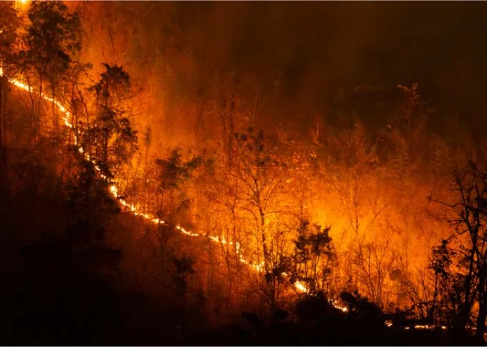 Ketika Ilmuwan Ungkap Dampak Karhutla, Picu Polusi Ozon Berbahaya