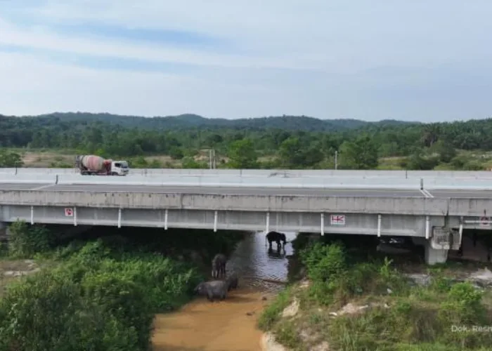 Jaga Migrasi Gajah Sumatera, Hutama Karya Bangun Underpass Tol Pekanbaru-Dumai