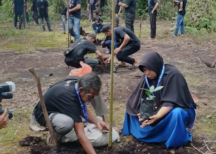 Menumbuh Kopi di Tengah Rimbunan Sawit: Harapan Baru dari Tanah Gambut Sungai Apit