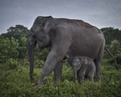 Pemerintah Relokasi Warga Taman Nasional Tesso Nilo Pertengahan Desember