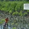 Mangrove Jadi Ekosistem Pesisir Paling Berharga, Kenapa?