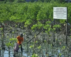 Mangrove Jadi Ekosistem Pesisir Paling Berharga, Kenapa?