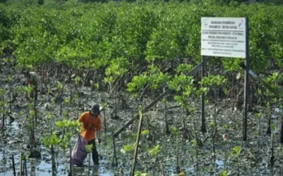 Mangrove Jadi Ekosistem Pesisir Paling Berharga, Kenapa?