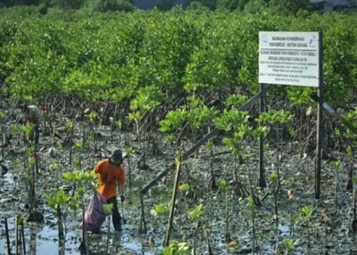 Mangrove Jadi Ekosistem Pesisir Paling Berharga, Kenapa?