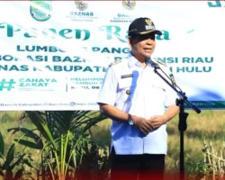 Wabup Syafaruddin Poti Panen Raya Lumbung Pangan di Rohul
