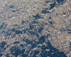 Danau Singkarak Tertutup Kayu Gelondongan Usai Banjir Bandang Menyapu Solok