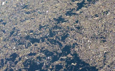 Danau Singkarak Tertutup Kayu Gelondongan Usai Banjir Bandang Menyapu Solok