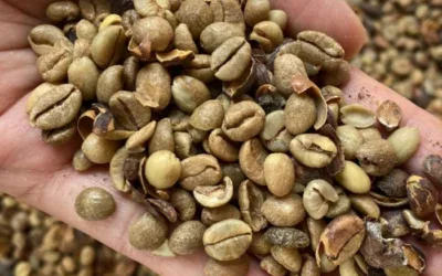 Tak Hanya Robusta dan Arabika, Kopi Liberika Kini Makin Populer