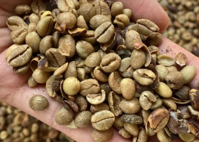 Tak Hanya Robusta dan Arabika, Kopi Liberika Kini Makin Populer