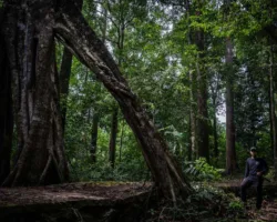 Pohon Penahan Banjir dan Longsor Bernilai Ekonomi Ternyata Bukan Kelapa Sawit
